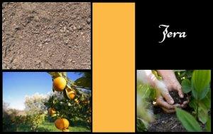 Jera (ELEMIAH VOYANCE 08 99 96 90 99)