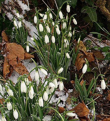 PERCE NEIGE - ELEMIAH VOYANCE PERCE NEIGE - ELEMIAH VOYANCE